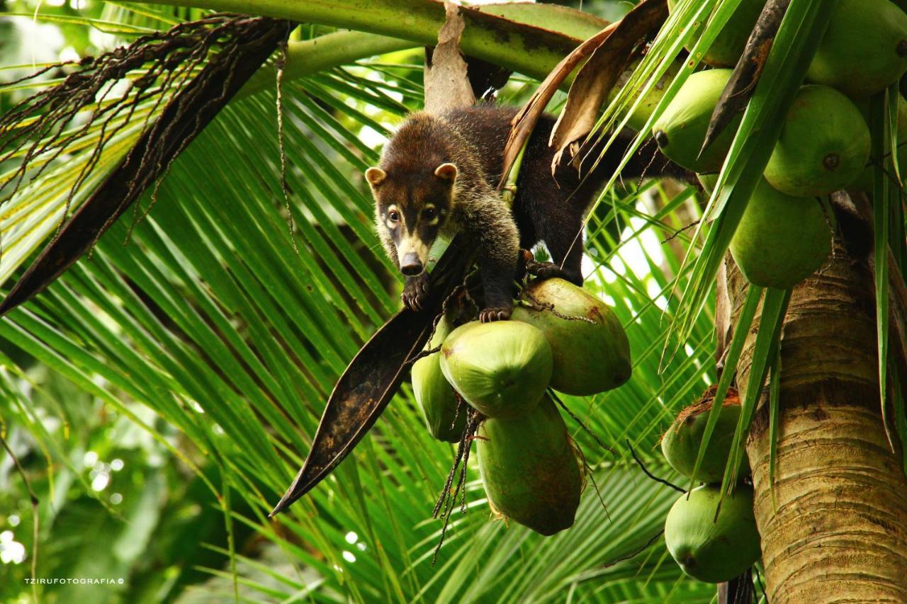 Casa Colores Montezuma Eksteriør billede